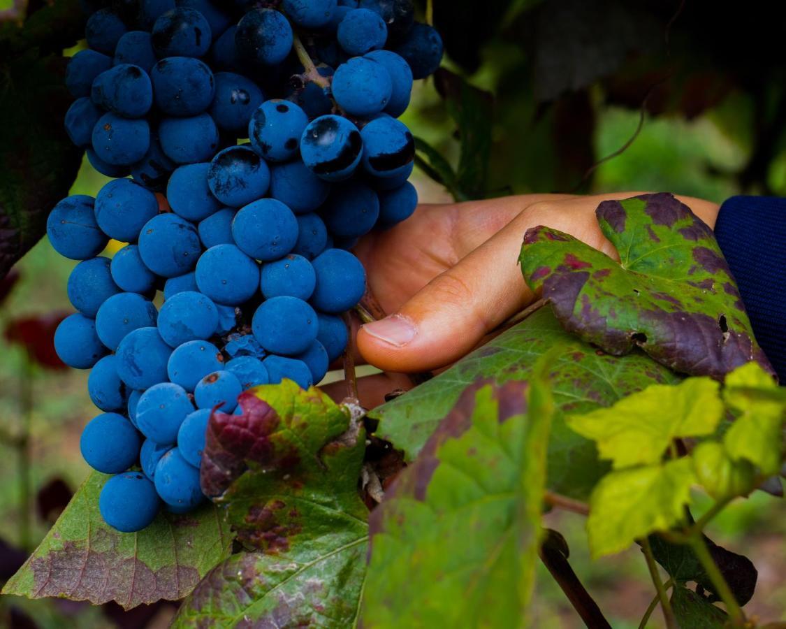 Willa Quinta Do Tapadinho - Wine & Tourism Moimenta Zewnętrze zdjęcie